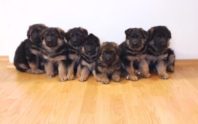 Urodziły się szczeniaczki 01.01.2023