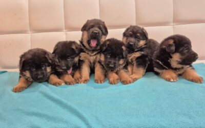 Urodziły się szczeniaczki 07.01.2025